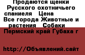 Продаются щенки Русского охотничьего спаниеля › Цена ­ 25 000 - Все города Животные и растения » Собаки   . Пермский край,Губаха г.